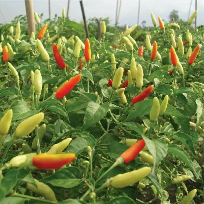 

Cabai Rawit Campur 500 gram
