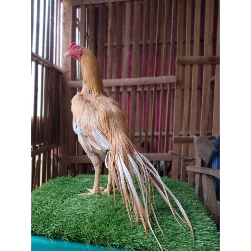 

telur fertil ekor lidi cantik