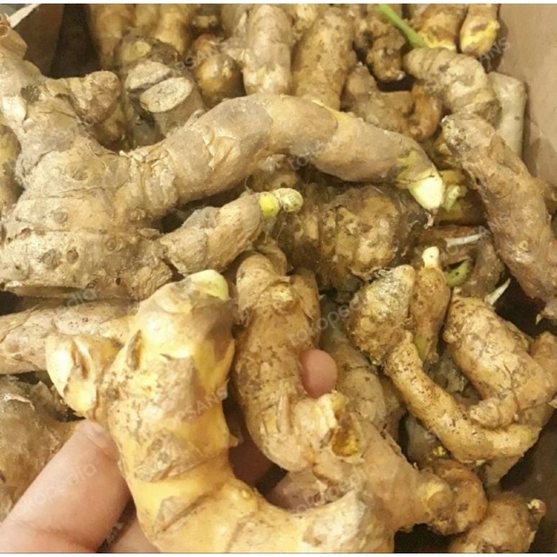 

Bangle segar herbal jamu kwalitas segar TOP