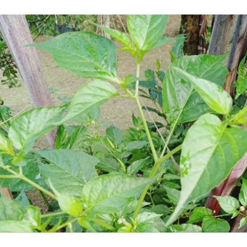 

Daun cabe rawit segar daun cabai rawit 100 lembar pilihan