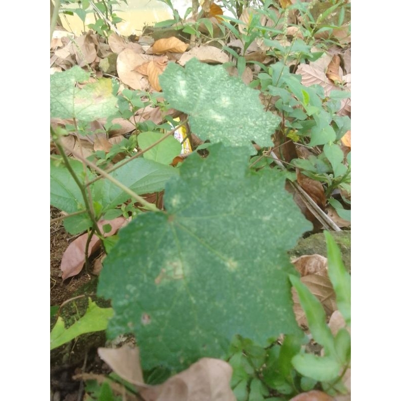 

Daun Pulutan (Pungpurutan)