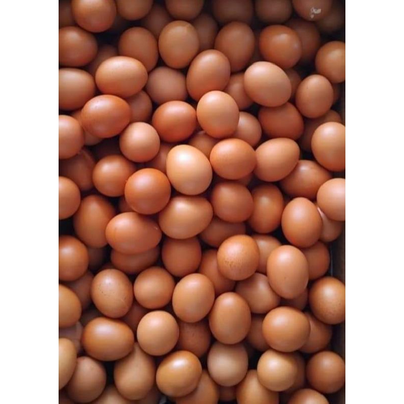 

Telor/Telur Ayam 3 KG Fresh Murah