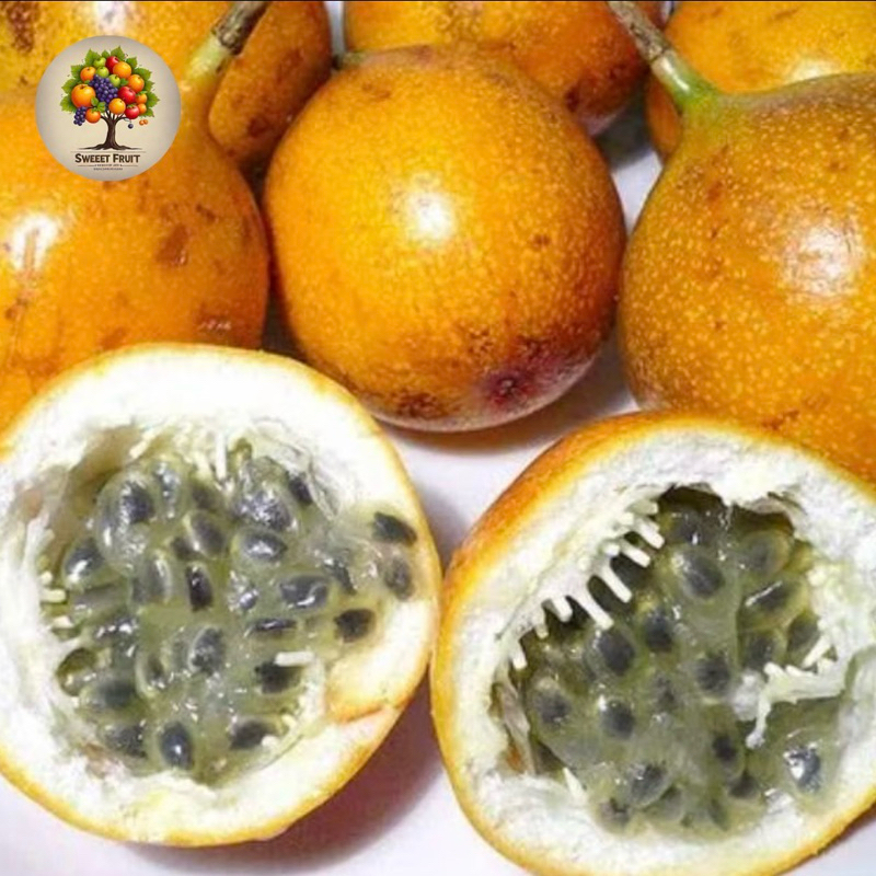 

Markisa Madu Fresh | Markisa Medan Manis 1kg
