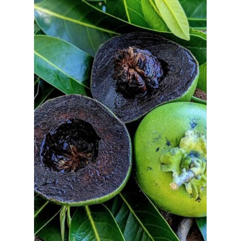 

black sapote