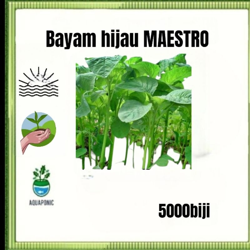 5000 biji Benih Bayam Hijau MAESTRO