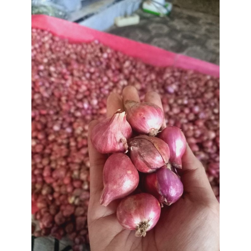 

bawang merah kering besar