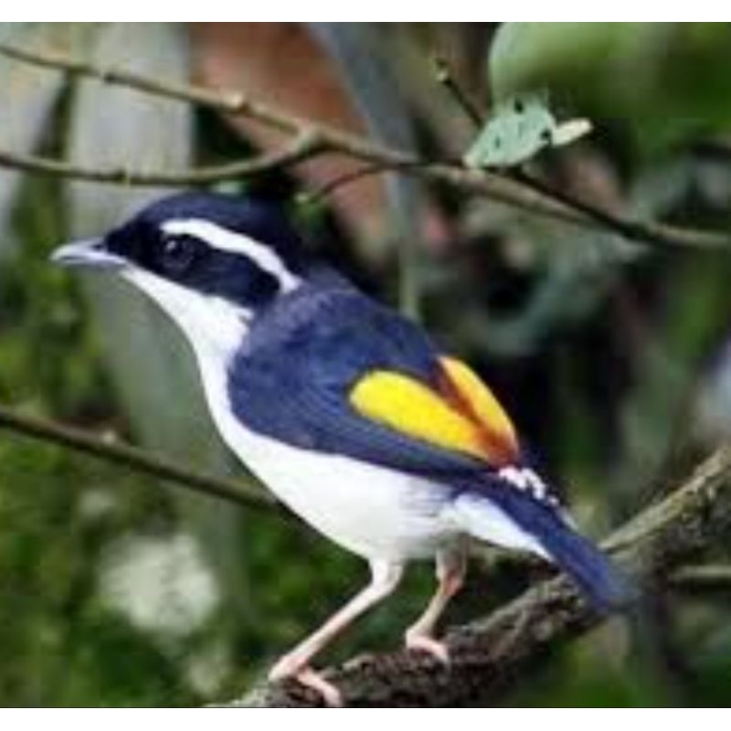 pentet kembang bahan rawatan