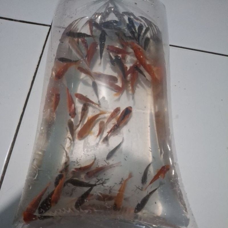 Pakan Ikan Predator Ikan Mas Kecil Isi 30ekor