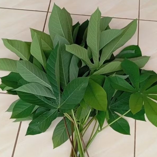 

Daun singkong karet segar untuk lalapan paket 1 kg