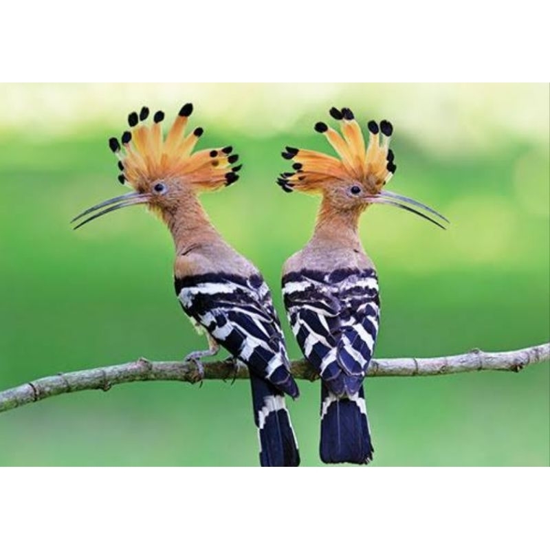 BURUNG HUD HUD SEPASANG