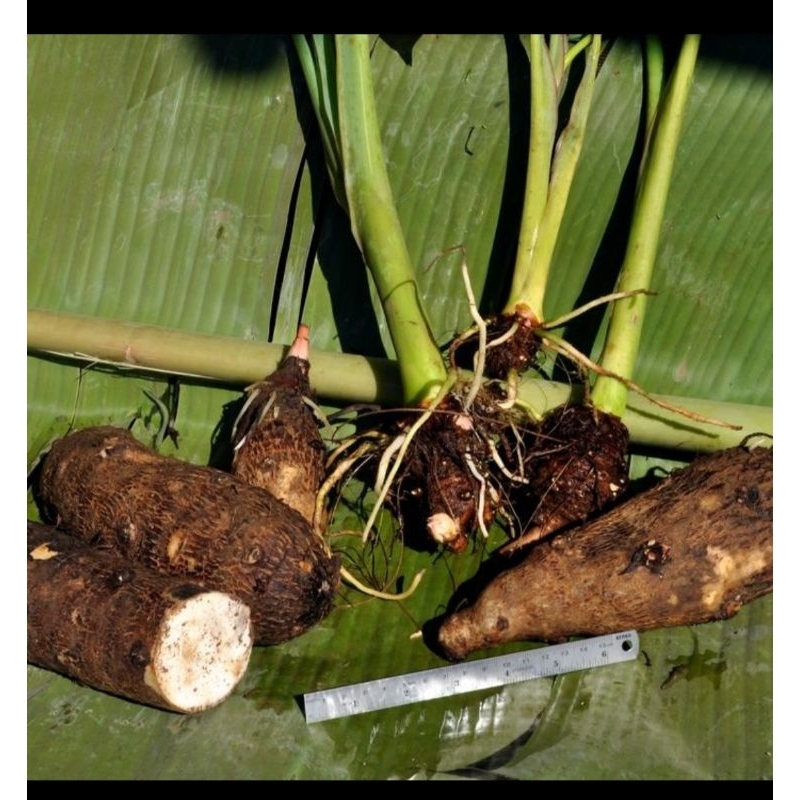 

umbi talas super jumbo 2 kg