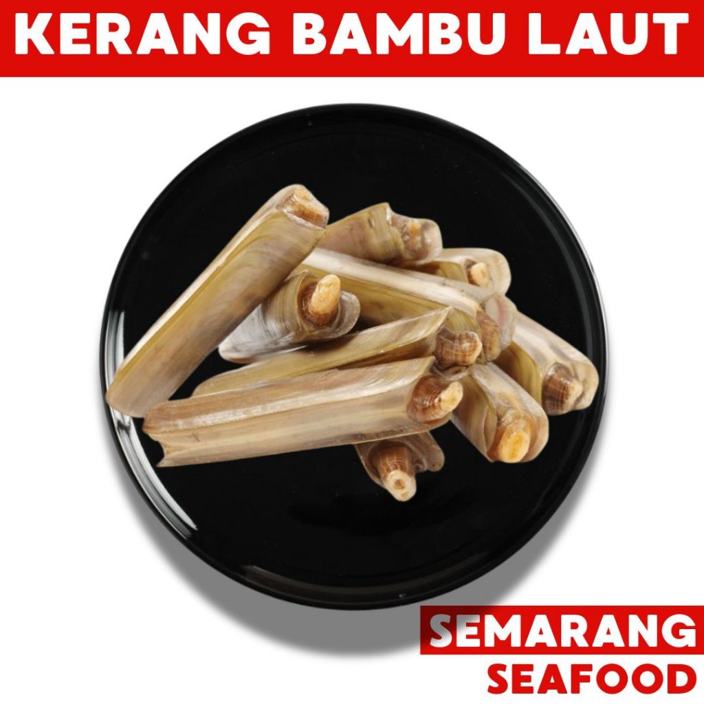 

Kerang Bambu 500gr | Kerang Semarang | Kerang Segar Semarang | Kerang Fresh Semarang