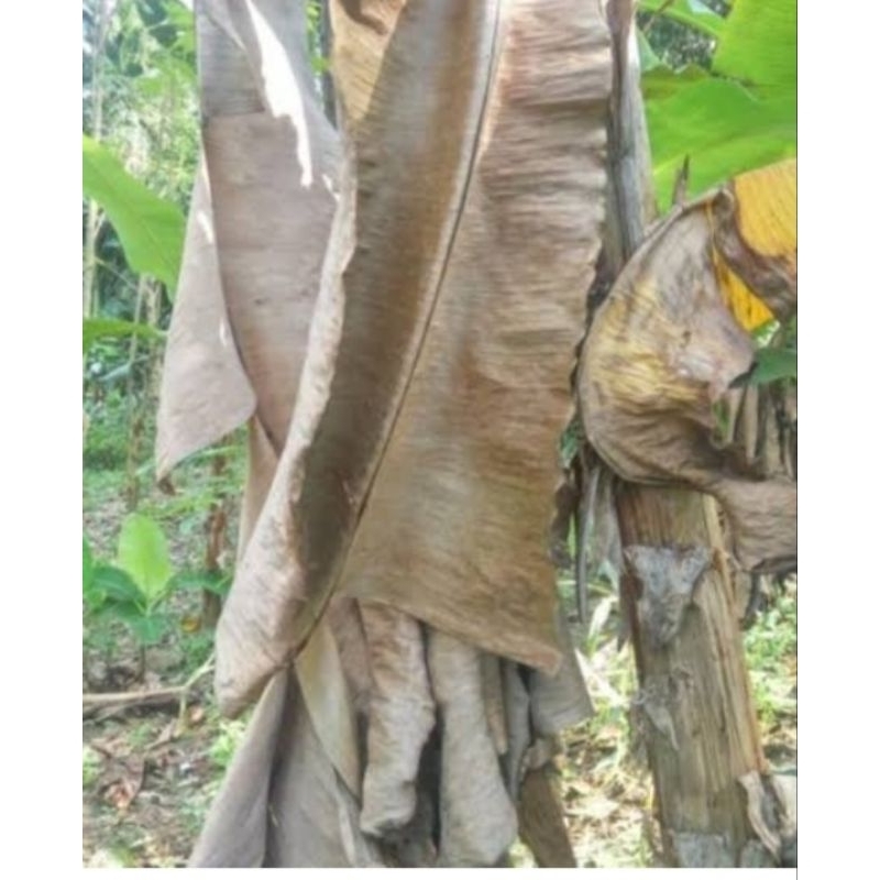 

Daun pisang kering alami 1kg