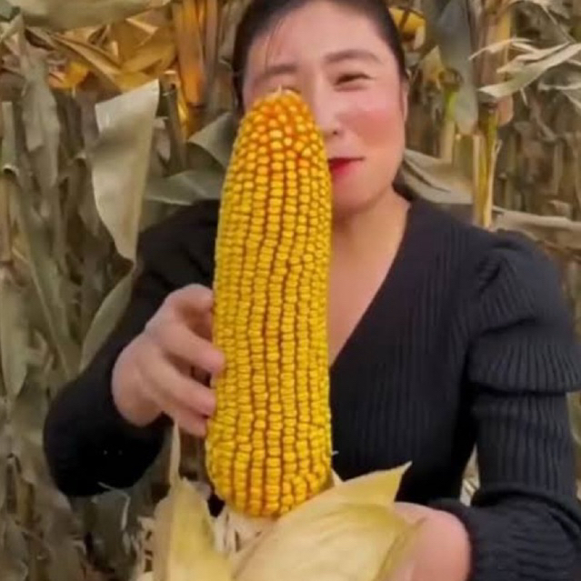 Ay00 GARDENFARM - Benih Jagung F1 Jepang 1 Kg - Bibit Jagung Impor - Bibit Jagung Manis - Bibit