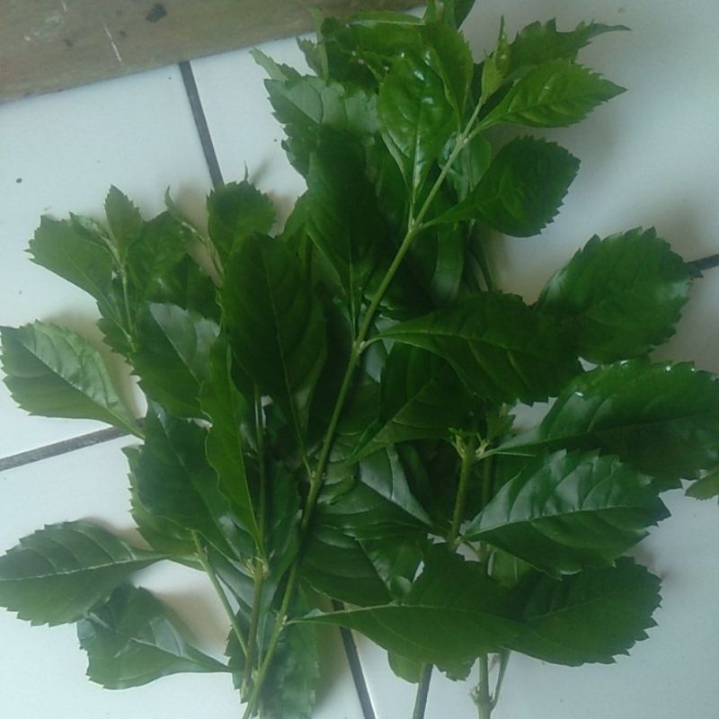

Daun beluntas segar dau baruntas segar 500gm