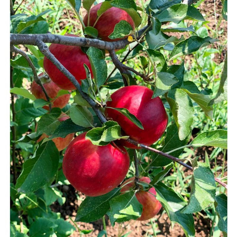 Bibit apel fuji cangkok siap berbuah