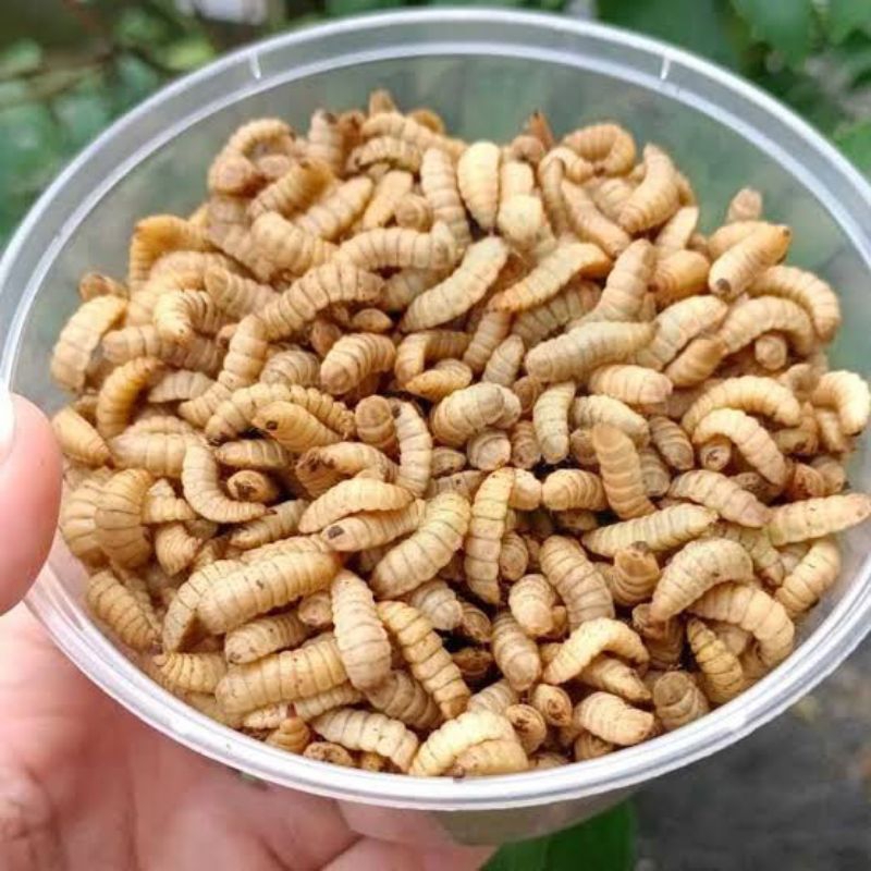 MAGOT FRESS HIDUP PAKAN TERNAK