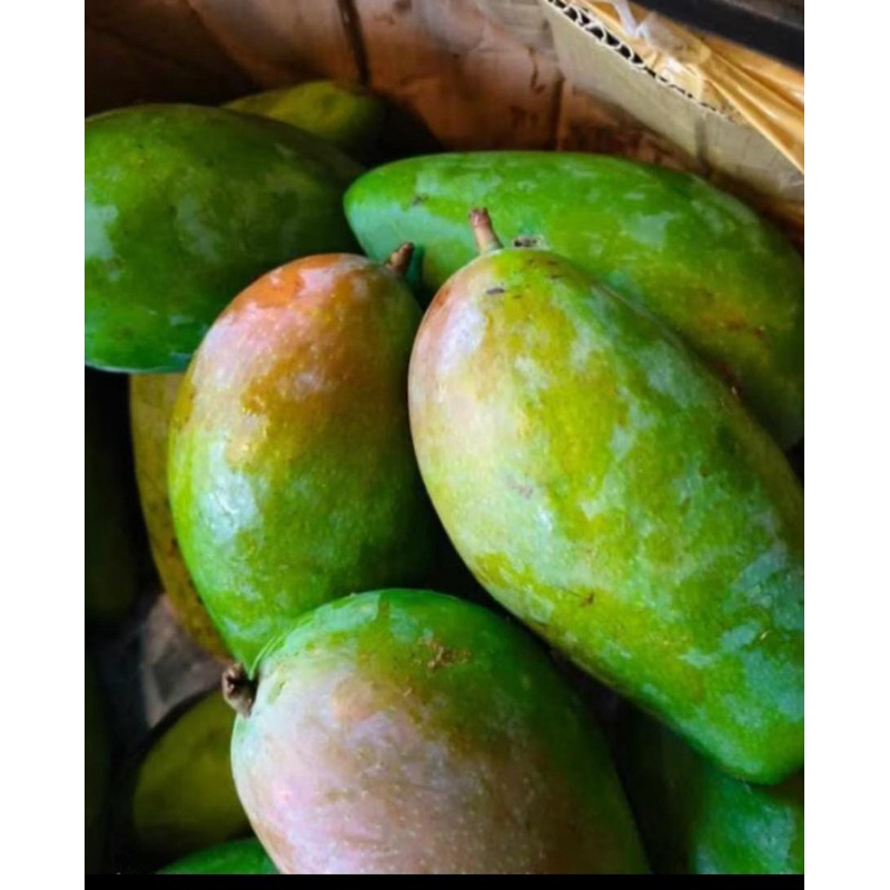 

MANGGA KIOJAY - BUMBU BANGKOK