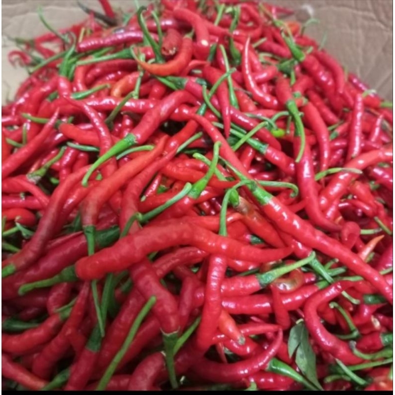 

cabe merah kriting
