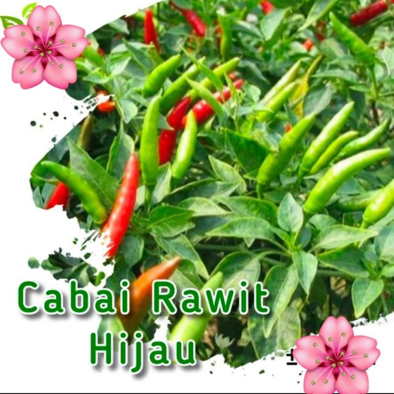 

Cabei Rawit Hijau Jual Isi Dalam