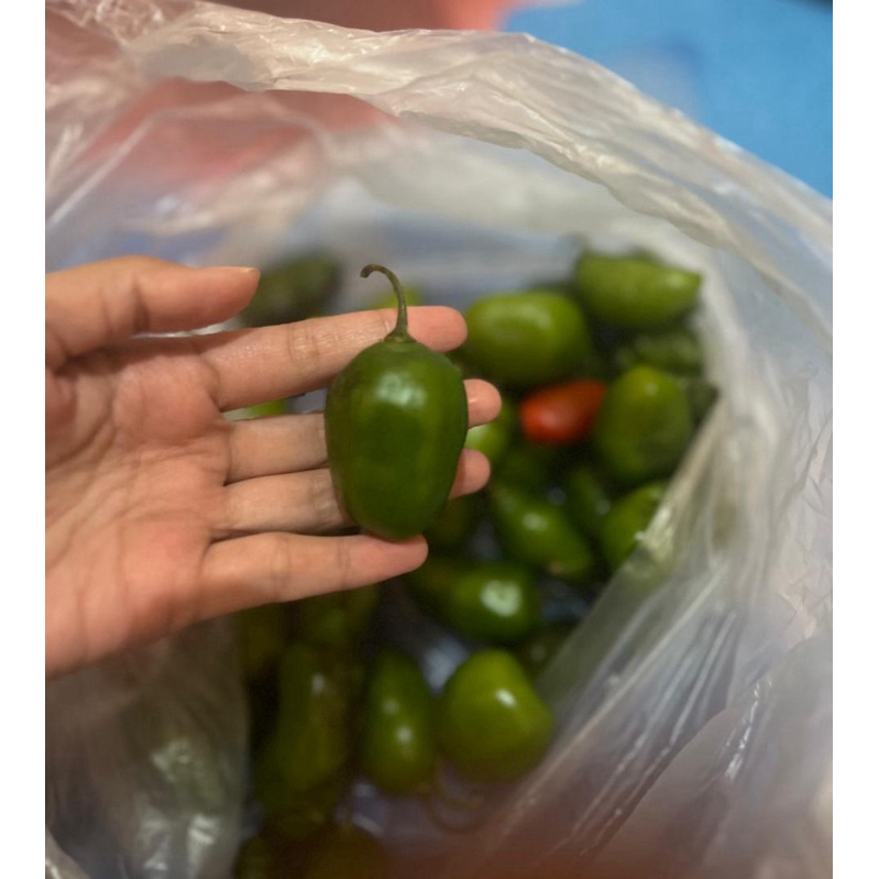 

Cabe Gendot Teh Santi