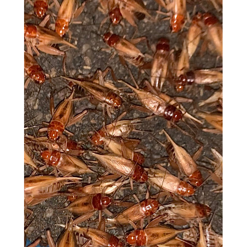 

750 GRAM TJ MADU KUNYIT