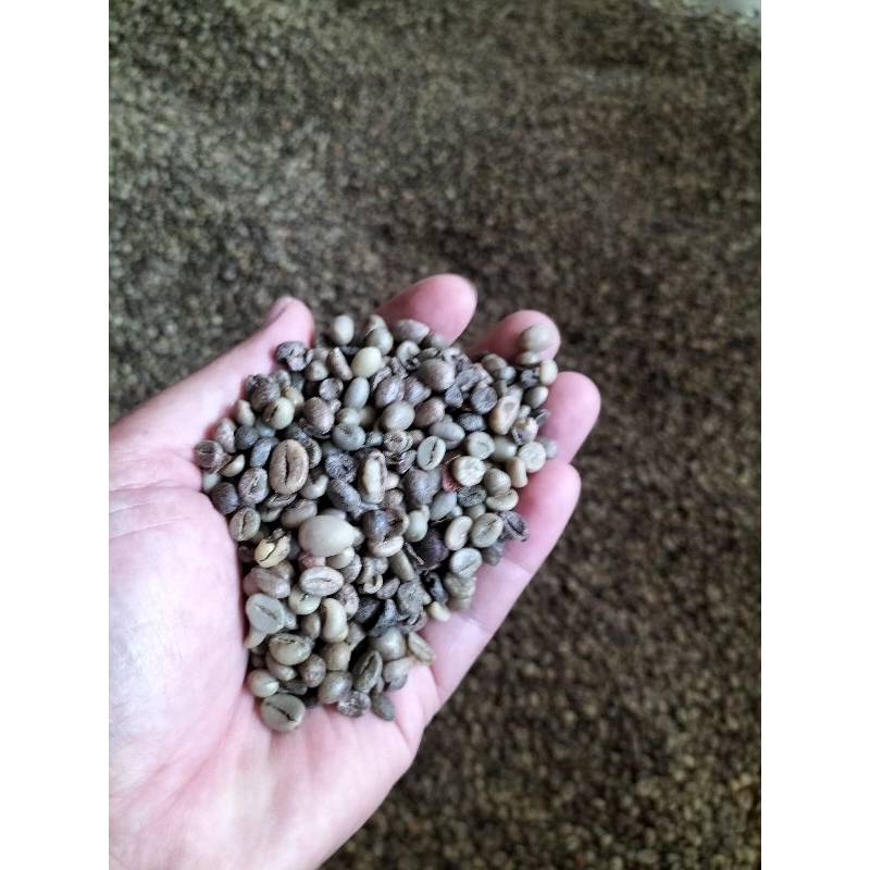 

Green bean kopi siap roasting