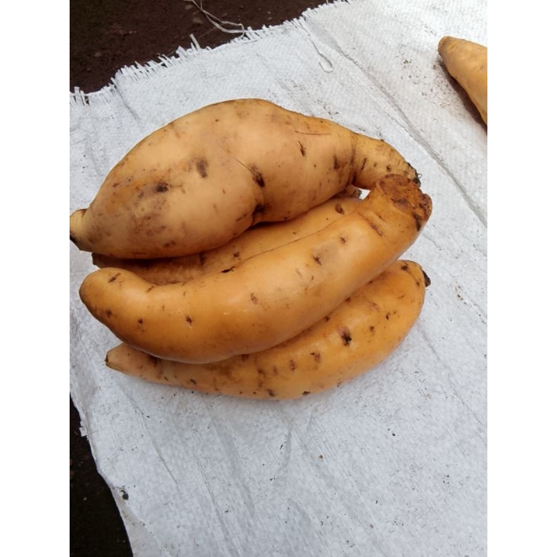 

ubi Cilembu si madu isi 3/4