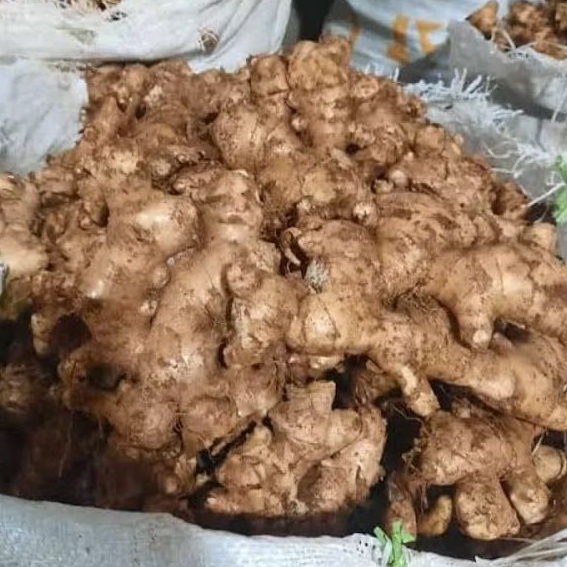 

Jahe Putih / Jahe Gajah / Jahe Sayur Segar 500 Gram