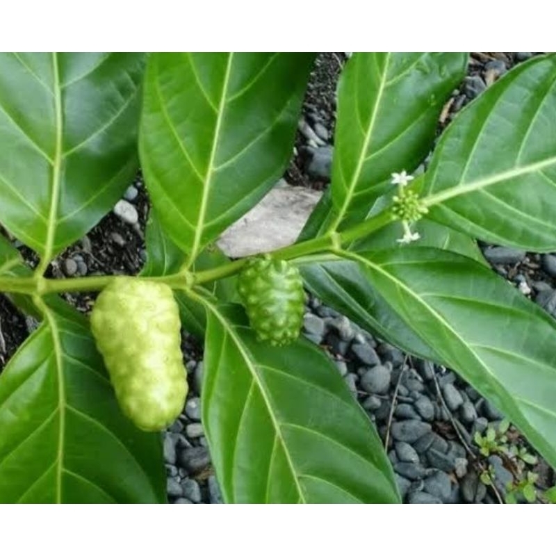 

daun mengkudu fresh 250 gram