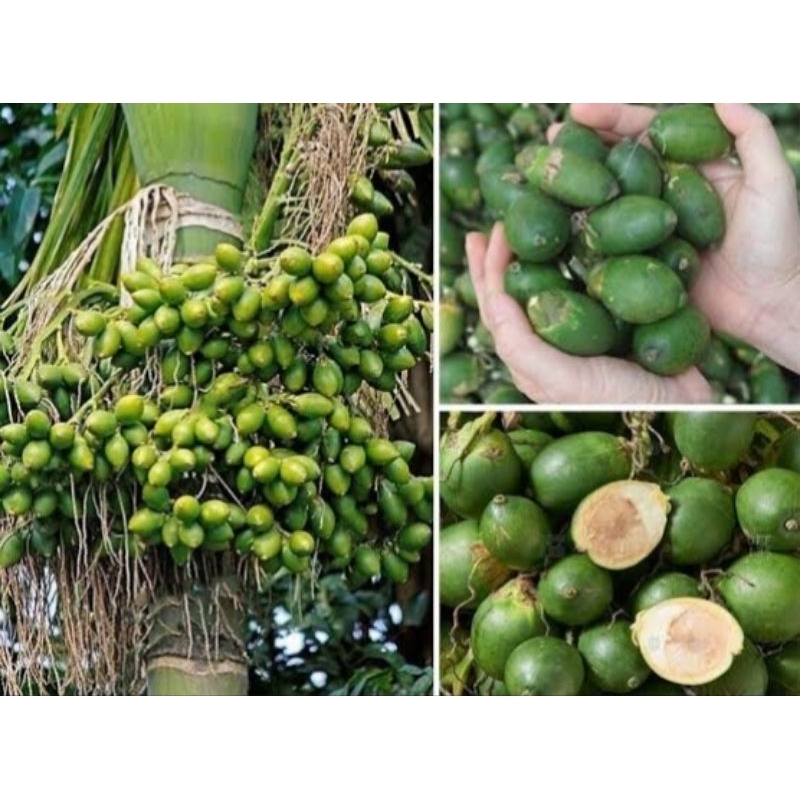 

PINANG MUDA SEGAR 1 KG /BUAH PINANG /JAMBE MUDA /PINANG MUDA