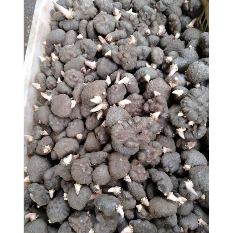 bibit Porang katak mini perbiji siap tanam