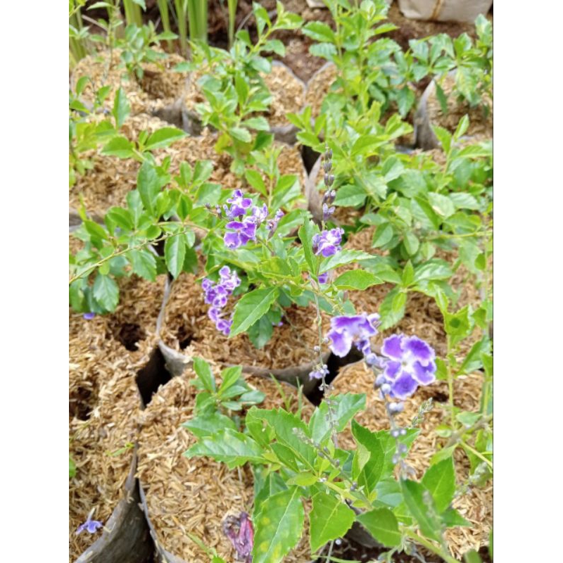 Tanaman hias bunga Duranta erecta ungu