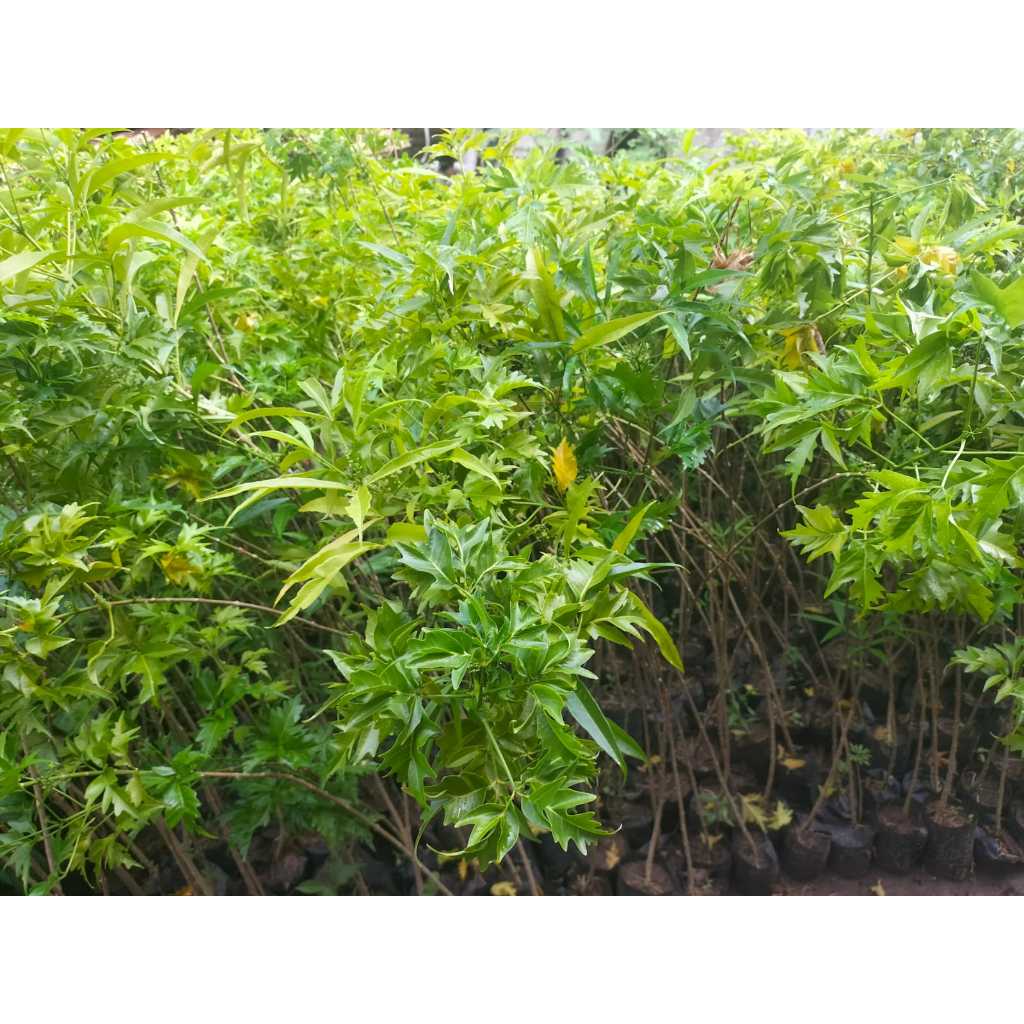 bibit pohon cendana india