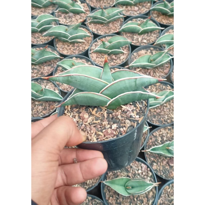 Sansevieria Rorida pot 10cm