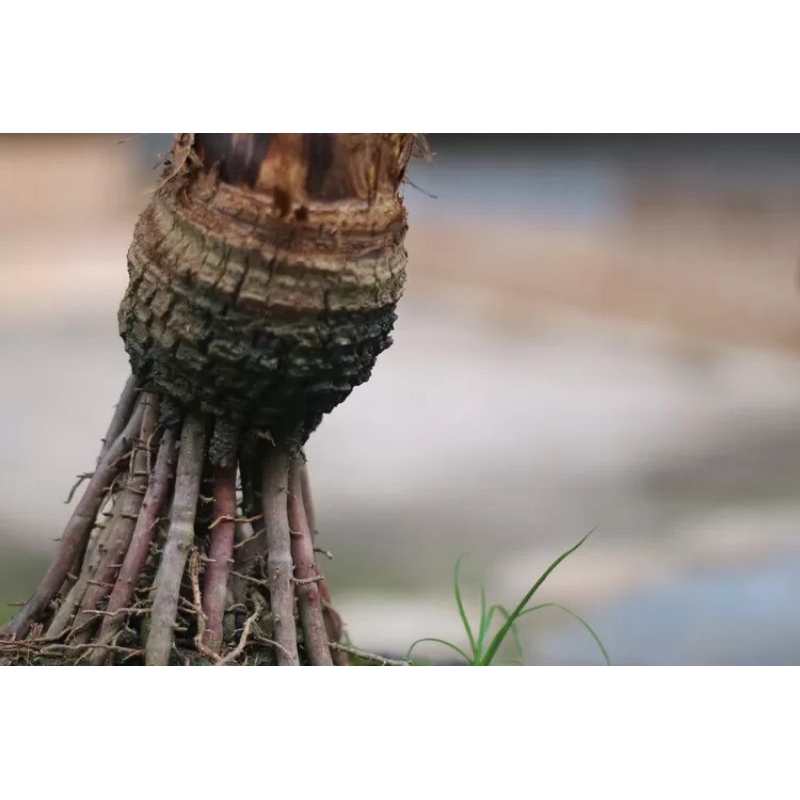 

Akar Pohon Kelapa Hijau Segar Obat Herbal 100 Gram