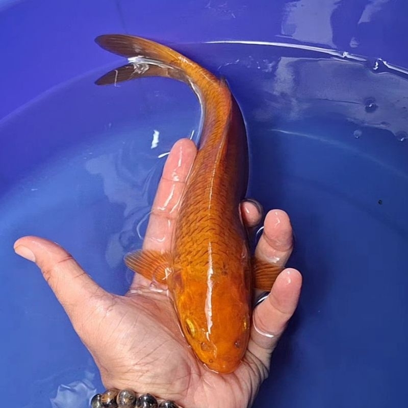 Ikan Koi Blitar Jenis Chagoi / Rumah Koi Jakarta / kode 0010