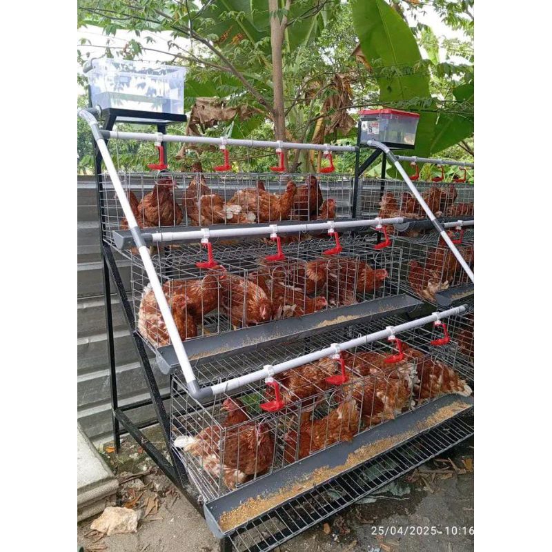 kandang Full set + Ayam 24 Ekor Siap bertelur