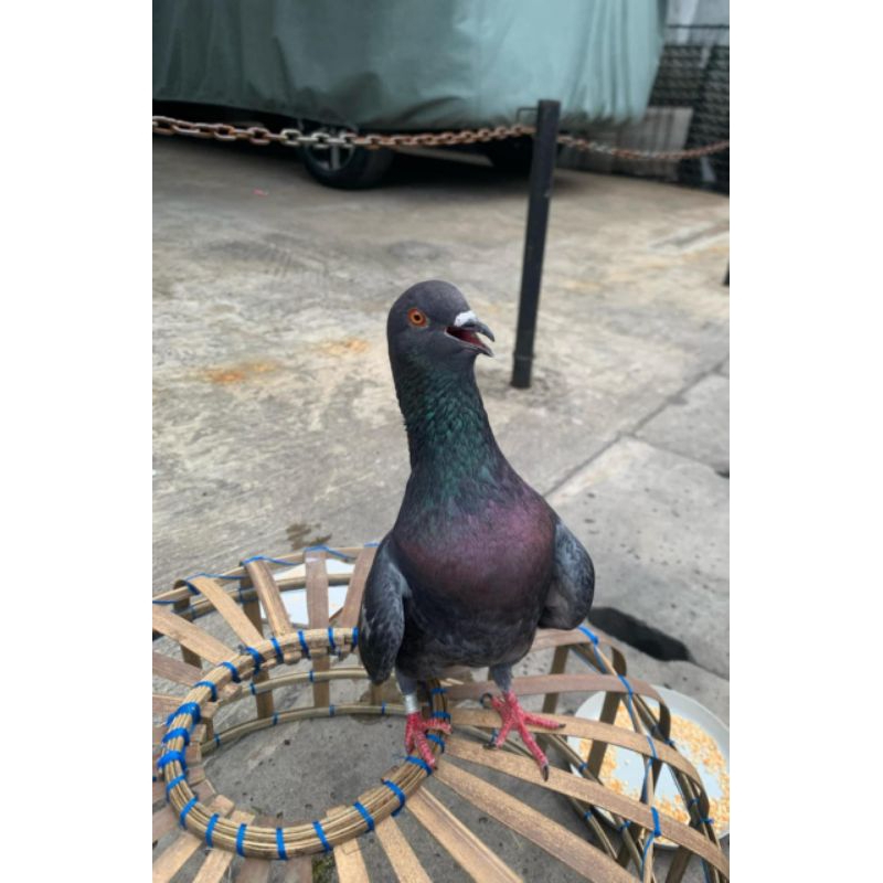 Burung dara merpati jantan siap jodoh