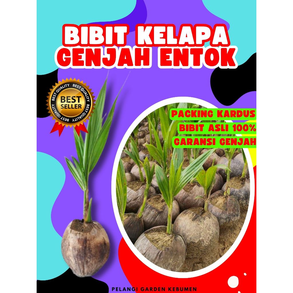TERLARIS.. Benih Kelapa Kopyor Original, Benih Kelapa Kopyor Pati, Benih Kelapa Kopyor Sumenep