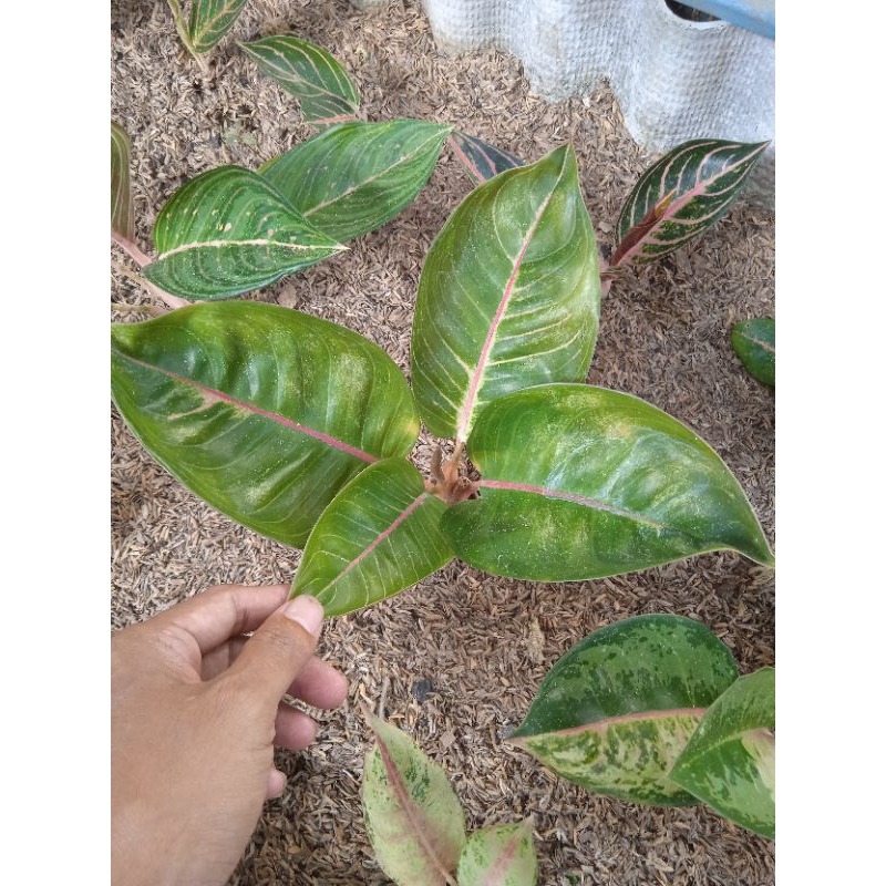 aglonema moonlight gerhana