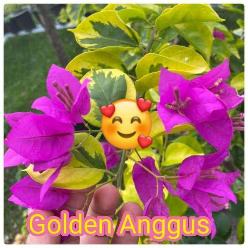 bougenville golden angus