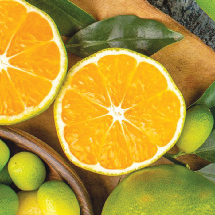 

Cold Pressed Juice Jeruk Murni 250ml