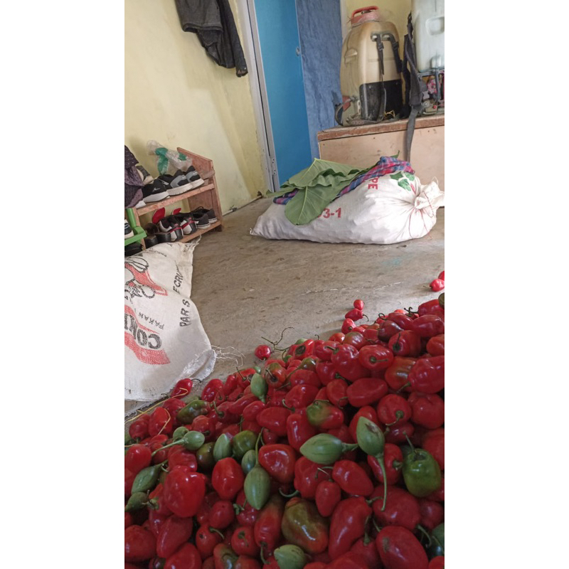 

cabe gendot / lado kambuk cabe merah, pedas , cabe gendut 500gr atau 1/2 kilo