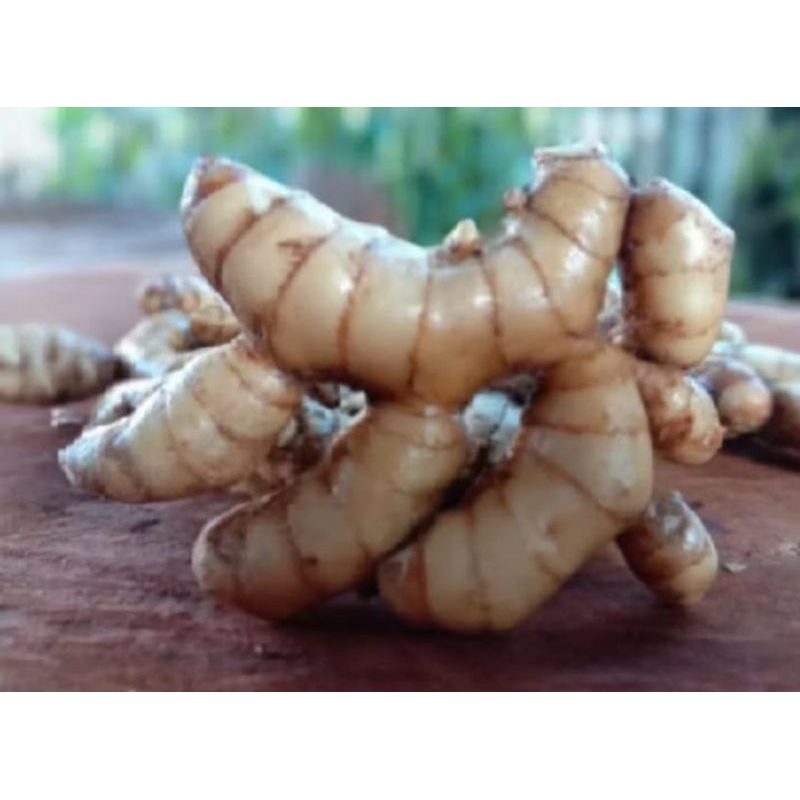 

terbaik temu kunyit putih 1000 gram