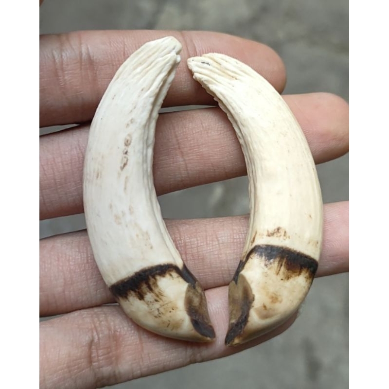 sepasang liontin taring babi asli padat unik