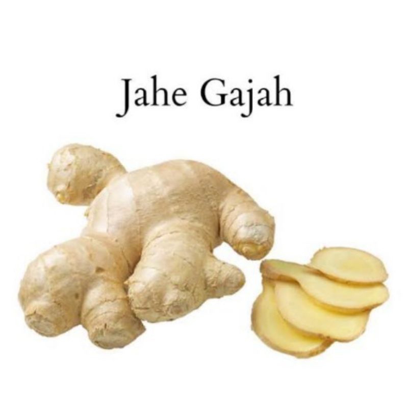 

Jahe Gajah