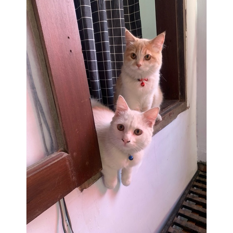 CO 2 Pasang Non SPX KODE N3M9