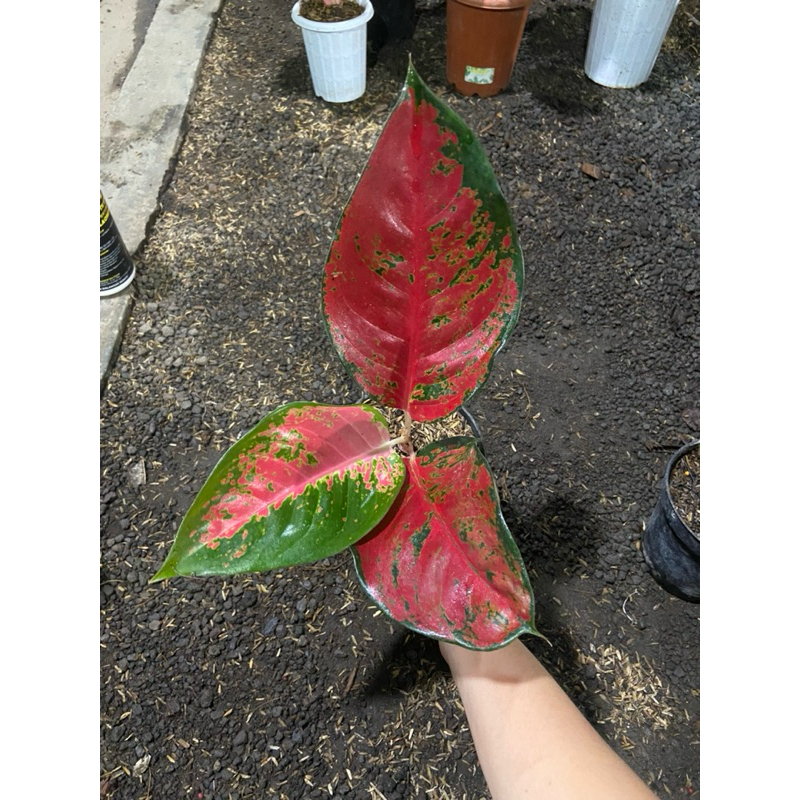 Aglaonema Suksom ekonomis batik
