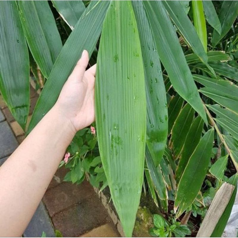 

daun bambu/bakcang 100 lembar fresh